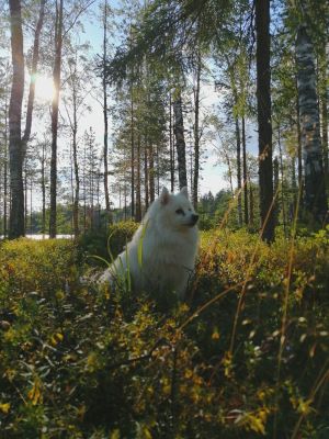 Valkoinen pystykorva istuu metsässä.